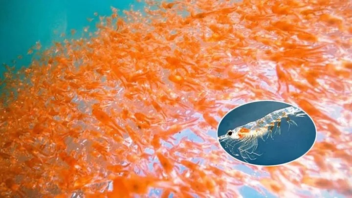 Bí mật của loài nhuyễn thể Nam Cực sở hữu khả năng siêu sinh sản! - Ảnh 1.
