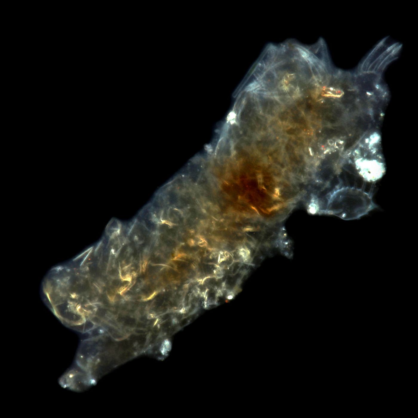 Bí mật của tardigrade bất tử: Một sinh vật không sợ bất kỳ thử thách nào! - Ảnh 5.