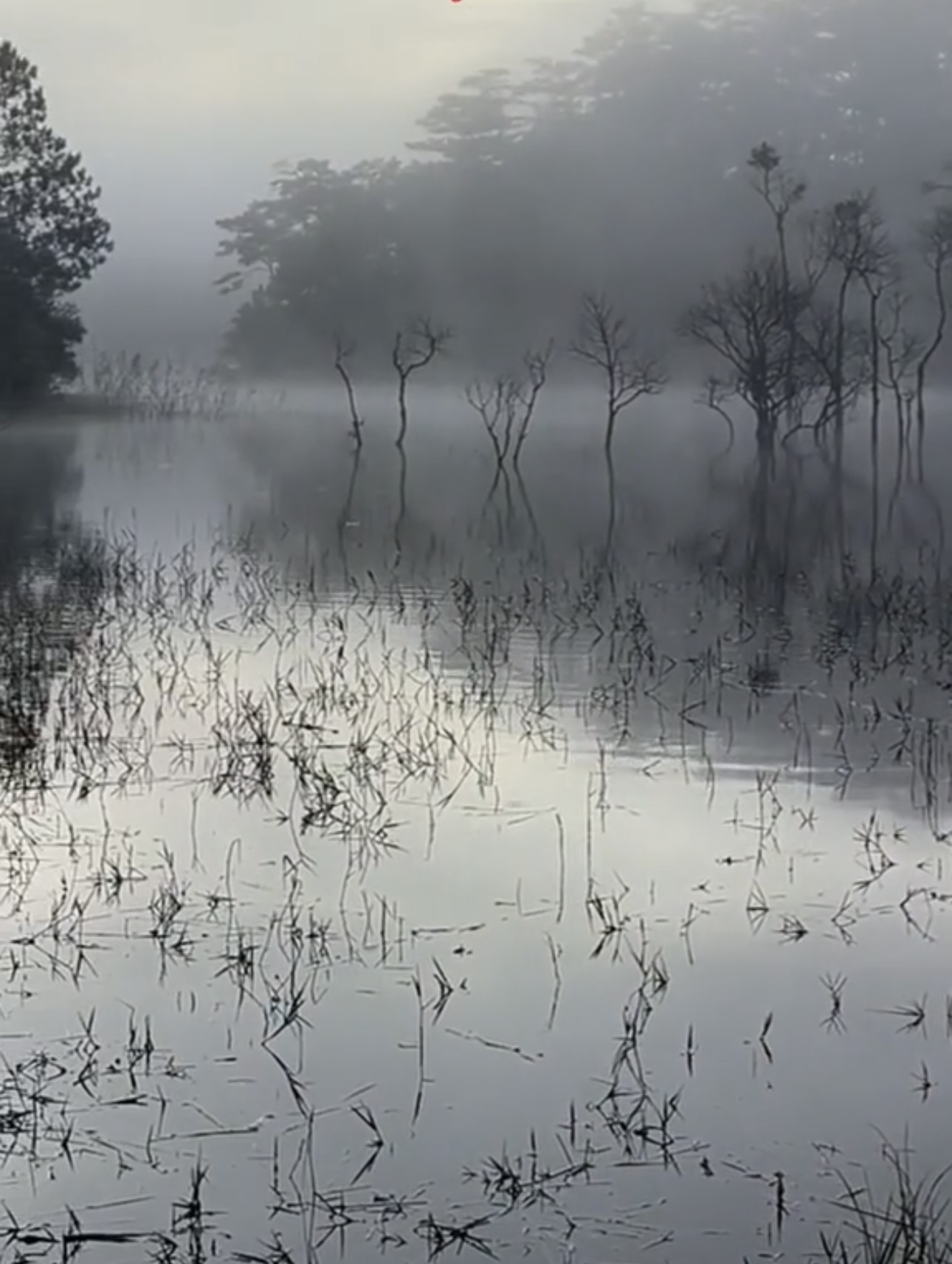 Du khách "giật mình" tưởng lạc vào bối cảnh phim kinh dị, hóa ra lại là điểm check-in mới nổi tại Đà Lạt- Ảnh 3. Du khách "giật mình" tưởng lạc vào bối cảnh phim kinh dị, hóa ra lại là điểm check-in mới nổi tại Đà Lạt- Ảnh 3.