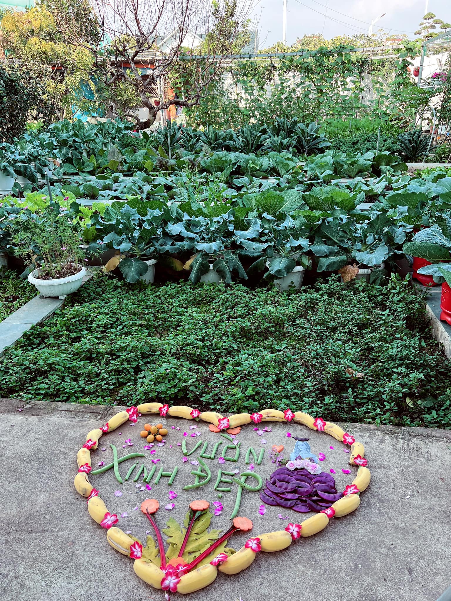 Khu vườn rộng 300m2 sum suê rau trái, mùa nào thức nấy, tươi tốt um tùm của mẹ đảm 4 con ở Quảng Ninh- Ảnh 8.