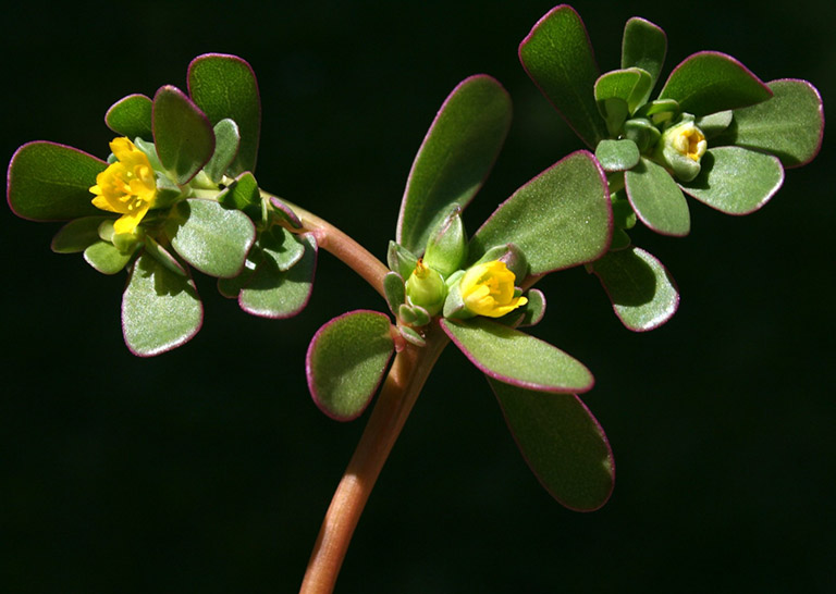 Loại rau mọc dại ở Việt Nam lại là “thuốc” chống ung thư, tốt cho tim mạch, được ưa chuộng ở nhiều quốc gia- Ảnh 1.