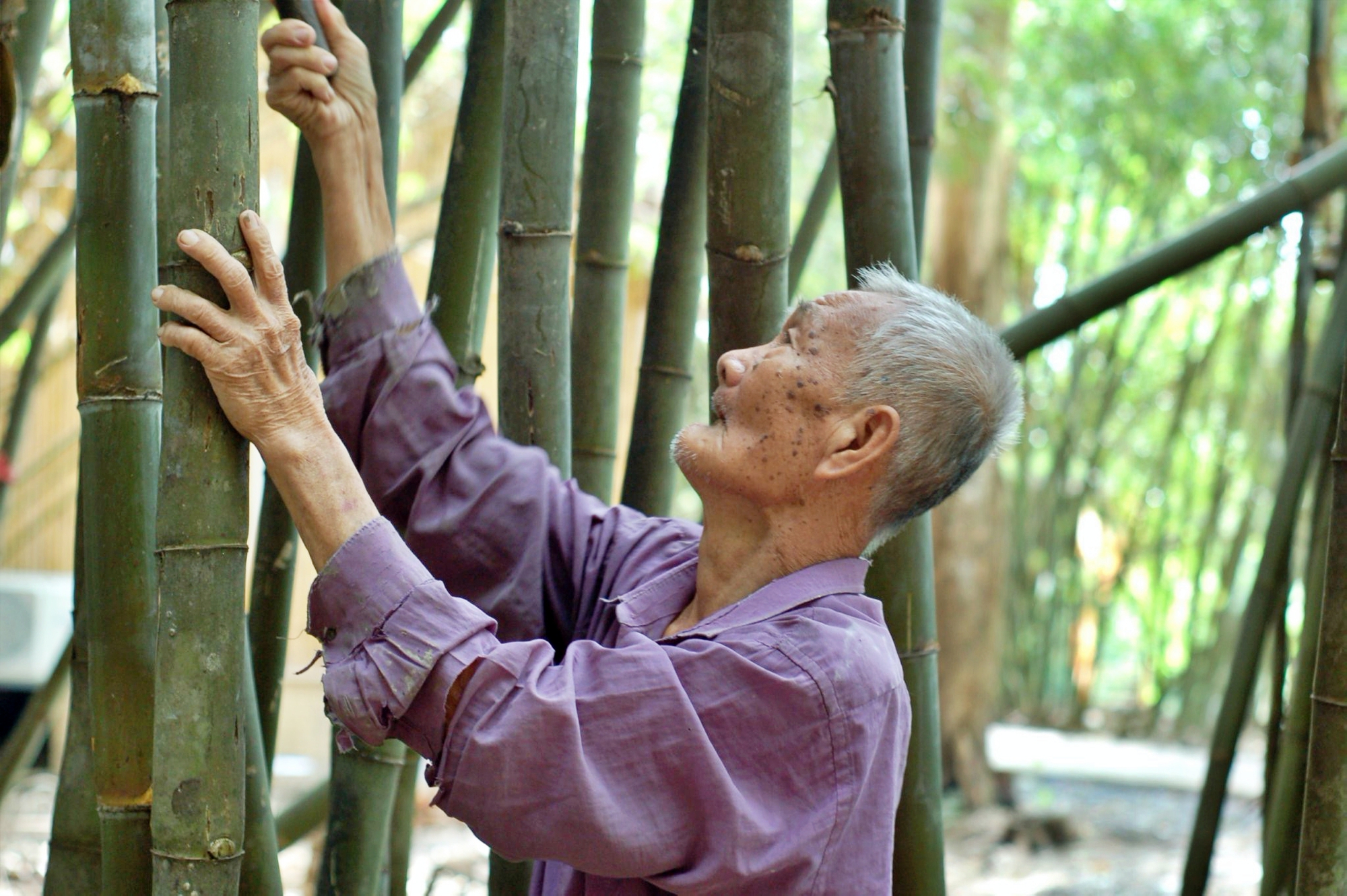 Lão nông sở hữu làng tre lớn nhất miền Tây trở thành phú điền ở tuổi 87- Ảnh 3.
