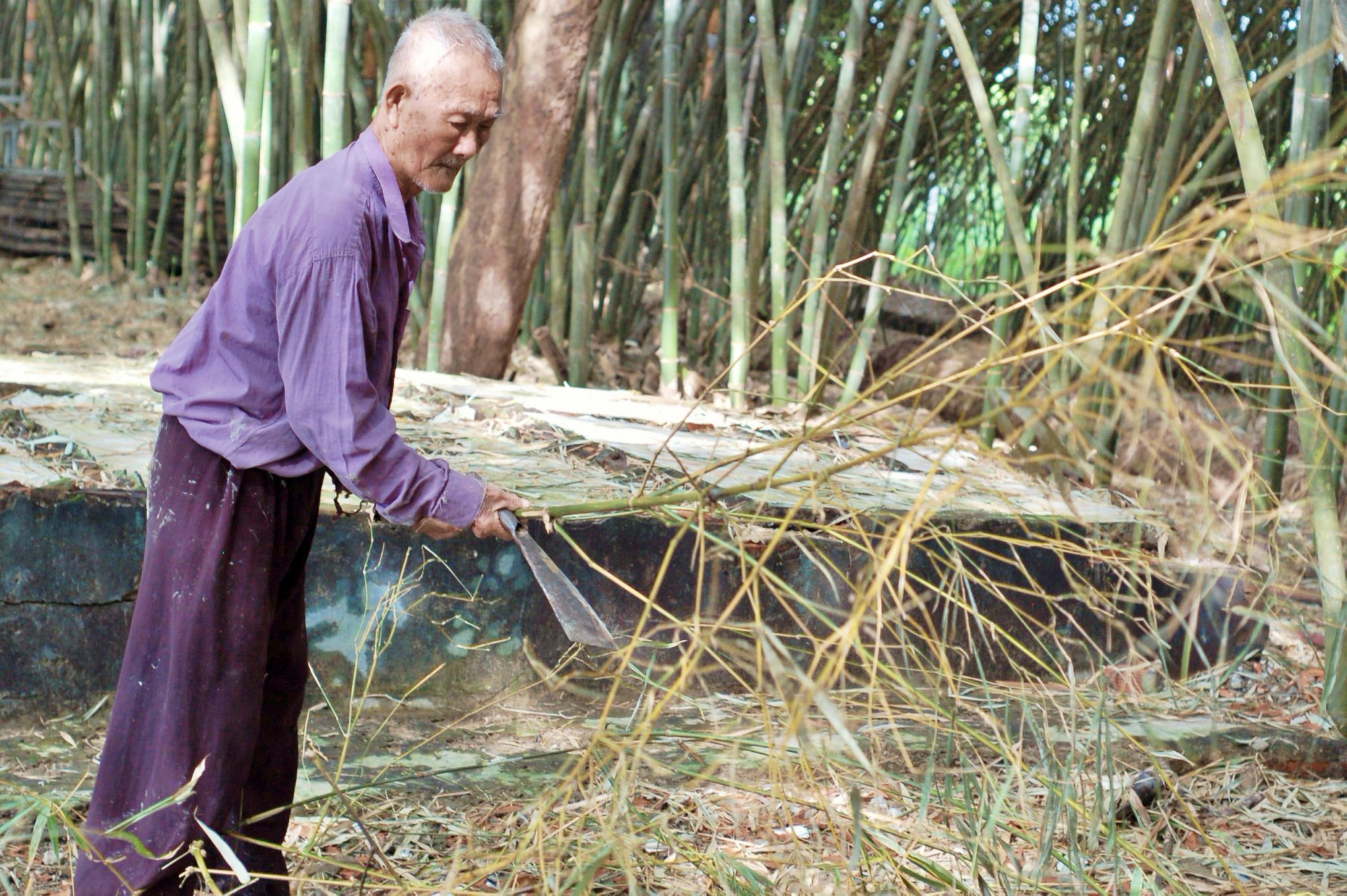 Lão nông sở hữu làng tre lớn nhất miền Tây trở thành phú điền ở tuổi 87- Ảnh 2.