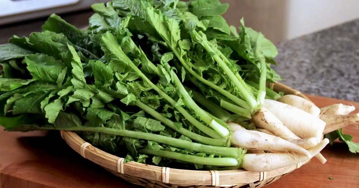 Ai ăn củ cải trắng cũng vứt bỏ phần này mà không biết là kho canxi chống loãng xương, tăng collagen- Ảnh 3.