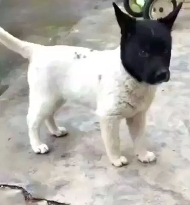 Chó Golden lén đi “vụng trộm” về đẻ năm con, chủ chưa kịp mừng đã dở khóc dở cười khi thấy hình dáng đàn chó - Ảnh 5.