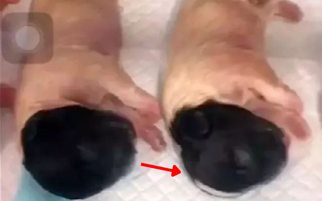 Chó Golden lén đi “vụng trộm” về đẻ năm con, chủ chưa kịp mừng đã dở khóc dở cười khi thấy hình dáng đàn chó - Ảnh 4.