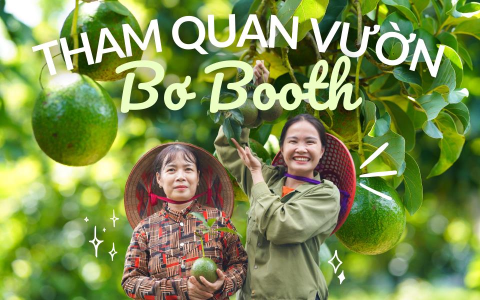 Tham quan vườn bơ trĩu quả, ăn thử món “bơ sữa” dẻo thơm cùng Hana Ban Mê - Ảnh 1. Tham quan vườn bơ trĩu quả, ăn thử món “bơ sữa” dẻo thơm cùng Hana Ban Mê - Ảnh 1.