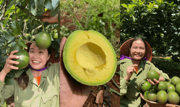 Tham quan vườn bơ trĩu quả, ăn thử món “bơ sữa” dẻo thơm cùng Hana Ban Mê - Ảnh 2. Tham quan vườn bơ trĩu quả, ăn thử món “bơ sữa” dẻo thơm cùng Hana Ban Mê - Ảnh 2.