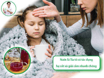 Dược sĩ Nguyễn Tiến Dũng: Giới thiệu cách hạ sốt cho trẻ bằng nước lá tía tô- Ảnh 2.