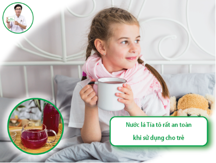 Dược sĩ Nguyễn Tiến Dũng: Giới thiệu cách hạ sốt cho trẻ bằng nước lá tía tô- Ảnh 3.
