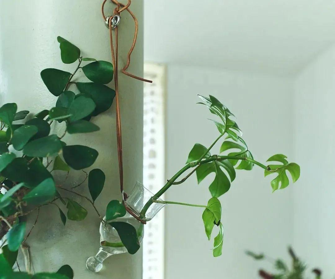 Ngôi nhà tràn ngập cây xanh đã khiến cuộc sống của bà mẹ trung niên này trở nên tươi đẹp hơn- Ảnh 8. Ngôi nhà tràn ngập cây xanh đã khiến cuộc sống của bà mẹ trung niên này trở nên tươi đẹp hơn- Ảnh 8.