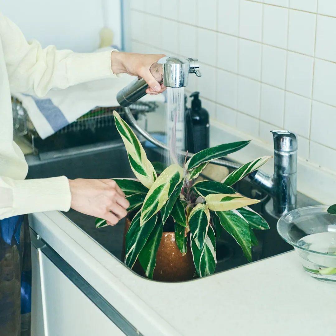 Ngôi nhà tràn ngập cây xanh đã khiến cuộc sống của bà mẹ trung niên này trở nên tươi đẹp hơn- Ảnh 6. Ngôi nhà tràn ngập cây xanh đã khiến cuộc sống của bà mẹ trung niên này trở nên tươi đẹp hơn- Ảnh 6.