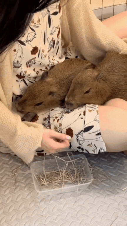 Hóa ra sự dễ thương của capybara không hề rẻ, gần 200 triệu 1 con chưa kể chi phí nuôi?- Ảnh 1. Hóa ra sự dễ thương của capybara không hề rẻ, gần 200 triệu 1 con chưa kể chi phí nuôi?- Ảnh 1.