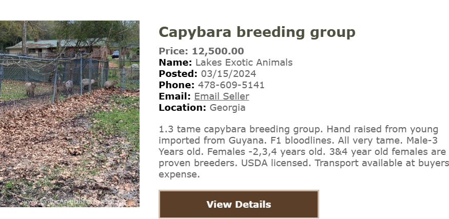 Hóa ra sự dễ thương của capybara không hề rẻ, gần 200 triệu 1 con chưa kể chi phí nuôi?- Ảnh 7. Hóa ra sự dễ thương của capybara không hề rẻ, gần 200 triệu 1 con chưa kể chi phí nuôi?- Ảnh 7.