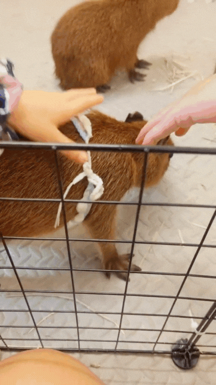 Hóa ra sự dễ thương của capybara không hề rẻ, gần 200 triệu 1 con chưa kể chi phí nuôi?- Ảnh 2. Hóa ra sự dễ thương của capybara không hề rẻ, gần 200 triệu 1 con chưa kể chi phí nuôi?- Ảnh 2.