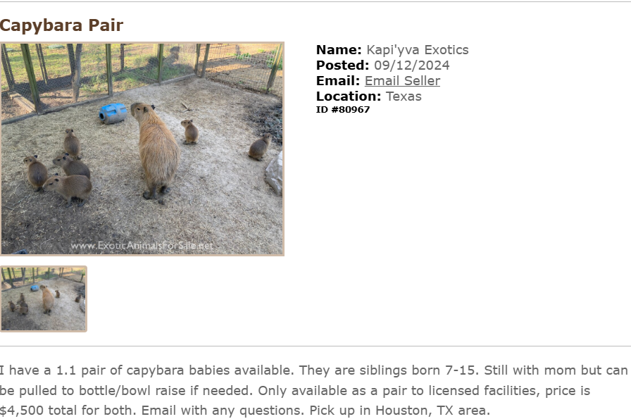 Hóa ra sự dễ thương của capybara không hề rẻ, gần 200 triệu 1 con chưa kể chi phí nuôi?- Ảnh 5. Hóa ra sự dễ thương của capybara không hề rẻ, gần 200 triệu 1 con chưa kể chi phí nuôi?- Ảnh 5.