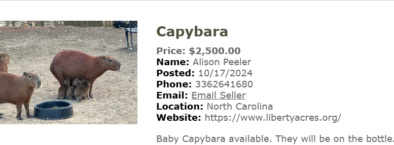Hóa ra sự dễ thương của capybara không hề rẻ, gần 200 triệu 1 con chưa kể chi phí nuôi?- Ảnh 3. Hóa ra sự dễ thương của capybara không hề rẻ, gần 200 triệu 1 con chưa kể chi phí nuôi?- Ảnh 3.