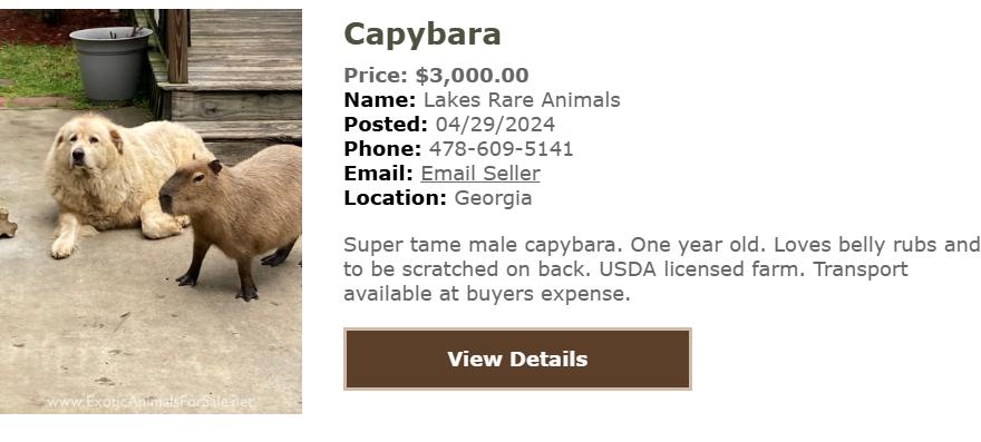 Hóa ra sự dễ thương của capybara không hề rẻ, gần 200 triệu 1 con chưa kể chi phí nuôi?- Ảnh 4. Hóa ra sự dễ thương của capybara không hề rẻ, gần 200 triệu 1 con chưa kể chi phí nuôi?- Ảnh 4.