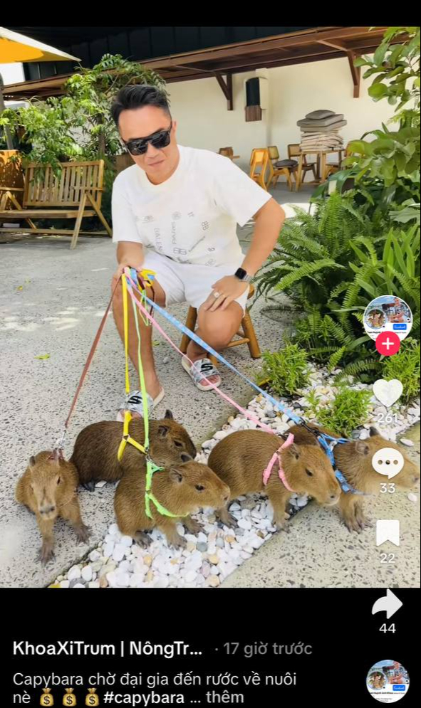 Hóa ra sự dễ thương của capybara không hề rẻ, gần 200 triệu 1 con chưa kể chi phí nuôi?- Ảnh 9. Hóa ra sự dễ thương của capybara không hề rẻ, gần 200 triệu 1 con chưa kể chi phí nuôi?- Ảnh 9.