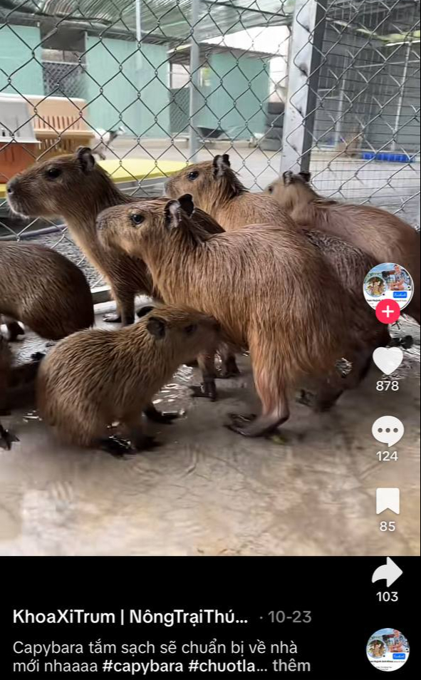 Hóa ra sự dễ thương của capybara không hề rẻ, gần 200 triệu 1 con chưa kể chi phí nuôi?- Ảnh 8. Hóa ra sự dễ thương của capybara không hề rẻ, gần 200 triệu 1 con chưa kể chi phí nuôi?- Ảnh 8.