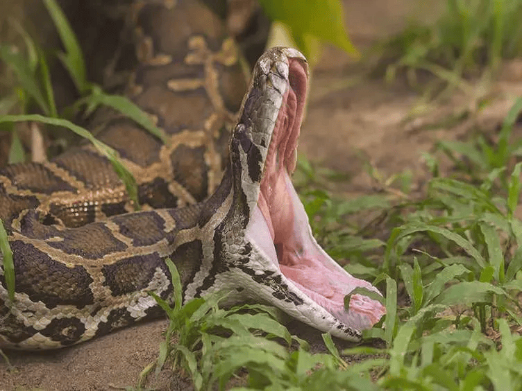 Đào đường, công nhân đụng độ trăn Anaconda khổng lồ có 'khối u' kỳ dị: Không thể tin về thứ nó đã nuốt- Ảnh 3.