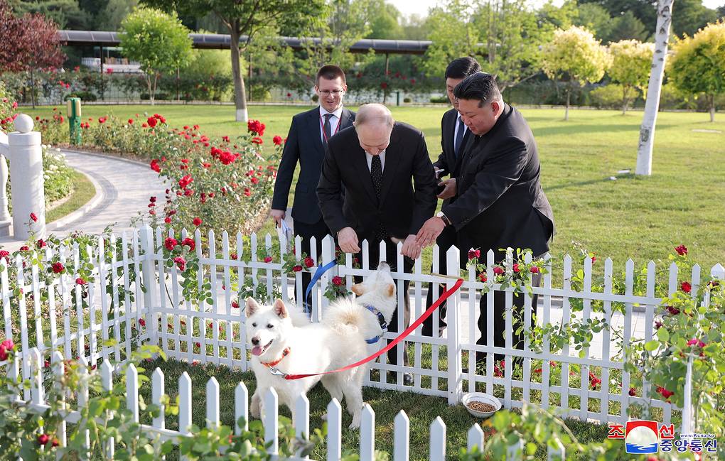 Quốc khuyển Triều Tiên: Món quà quý tặng cho Tổng thống Nga Putin; sinh ra ở dãy núi thiêng cao 2.750m- Ảnh 2.