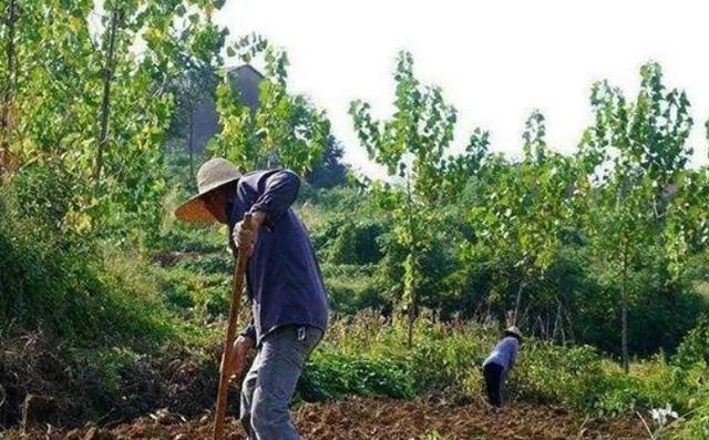 Bị rắn cắn, lão nông vác cuốc trả thù, chẳng ngờ đào được kho báu tầm cỡ quốc gia: Cảnh sát ập đến!- Ảnh 1.