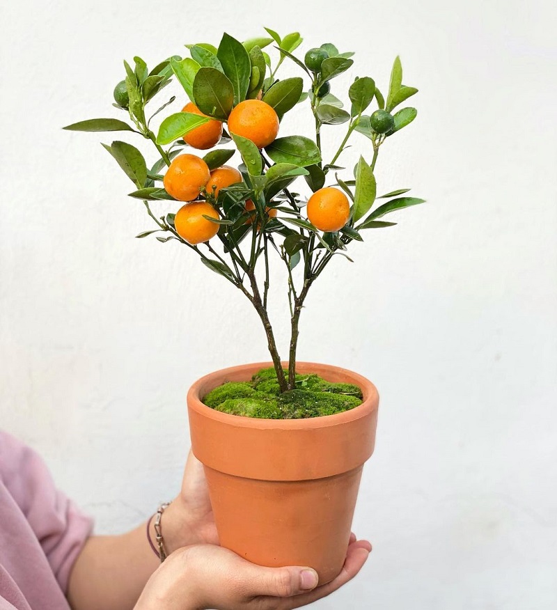 Người xưa nói: "Nếu trồng 4 loại cây này trong nhà thì con cháu luôn giàu có!"- Ảnh 6.
