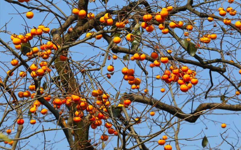 Người xưa nói: "Nếu trồng 4 loại cây này trong nhà thì con cháu luôn giàu có!"- Ảnh 3.