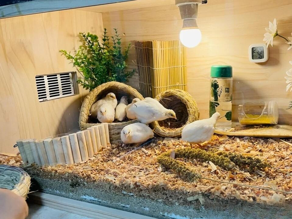 Trẻ nhỏ đang phát cuồng đòi ba mẹ nuôi bằng được gà Rutin, "chill chill" thế nào mà mẹ bỉm còn mê hơn con mình?- Ảnh 1.