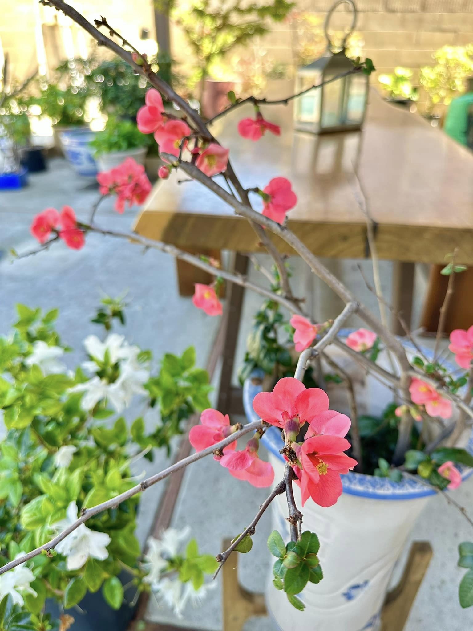 ''Phú bà'' phim Mai sở hữu khu vườn cổ tích ở Mỹ: Hoa trái nhiều vô kể, mùa xuân cây mọc che hết lối đi- Ảnh 12.