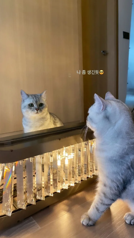 Cách 4 "phú bà" BLACKPINK tậu gương soi khiến netizen phải thốt lên: Thật không hiểu được thế giới của người giàu- Ảnh 6. Cách 4 "phú bà" BLACKPINK tậu gương soi khiến netizen phải thốt lên: Thật không hiểu được thế giới của người giàu- Ảnh 6.