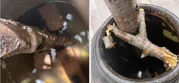 Dân chơi đào huyền "khóc dở mếu dở": Gia chủ chật vật với cây ngả nghiêng không đứng vững, bình hoa vỡ tan tành- Ảnh 7.