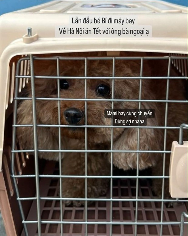 Cún cưng gặp nạn khi bay ra Hà Nội, Châu Bùi có lời nhắn xúc động trong ngày 30 Tết- Ảnh 6.