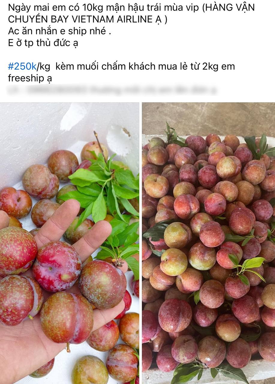 Tình hình mận đầu mùa: Vài trăm nghìn/kg vẫn đổ xô mua, dân tình mukbang rần rần dù chua nhăn mặt- Ảnh 9.