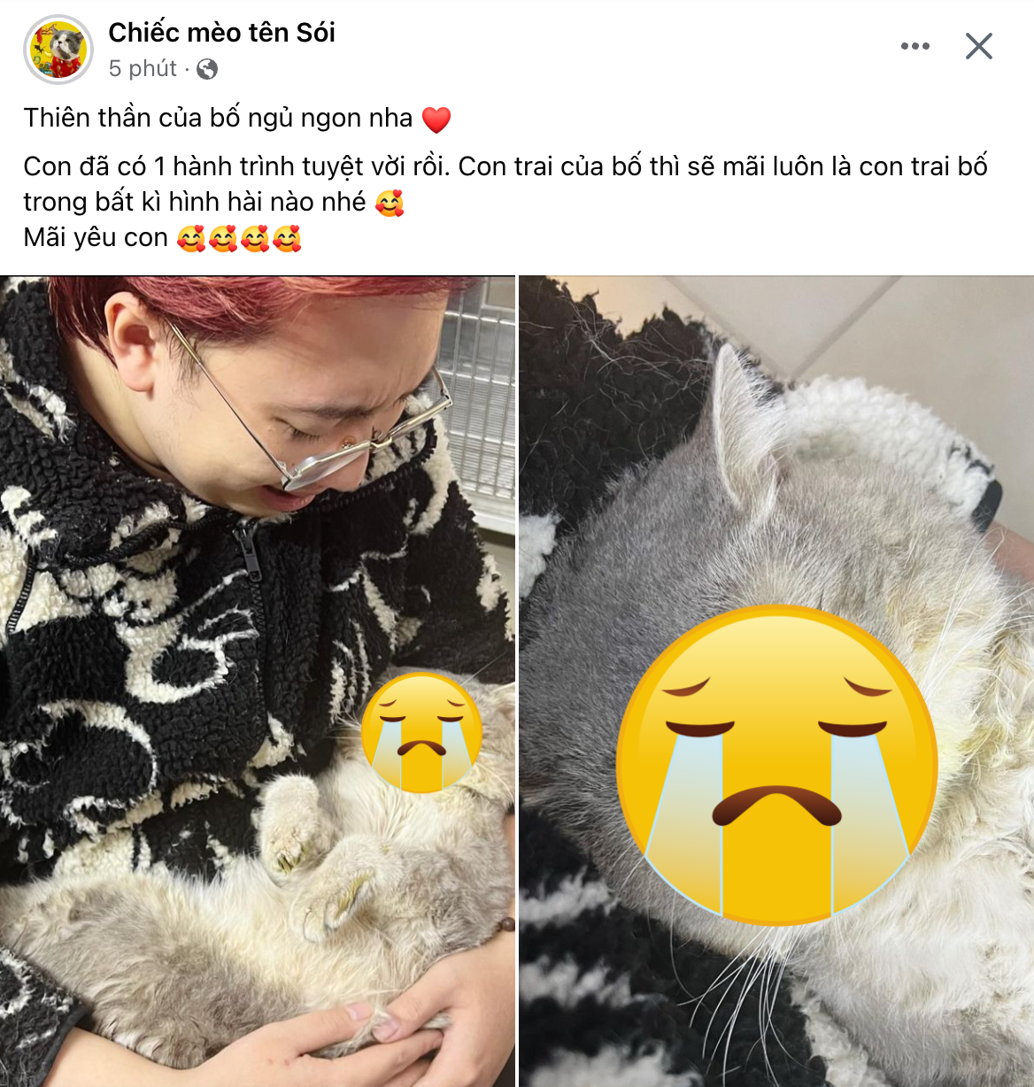 Chú mèo nổi tiếng của chủ Fanpage Chiếc mèo tên Sói qua đời, chủ nhân nức nở: Thiên thần của bố ngủ ngon nha!- Ảnh 2. Chú mèo nổi tiếng của chủ Fanpage Chiếc mèo tên Sói qua đời, chủ nhân nức nở: Thiên thần của bố ngủ ngon nha!- Ảnh 2.