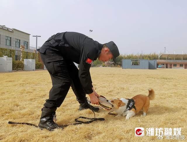 Cảnh khuyển Corgi đầu tiên tại Trung Quốc khiến fan chờ kín phố, thành tích huấn luyện đánh tan nghi ngờ- Ảnh 7.