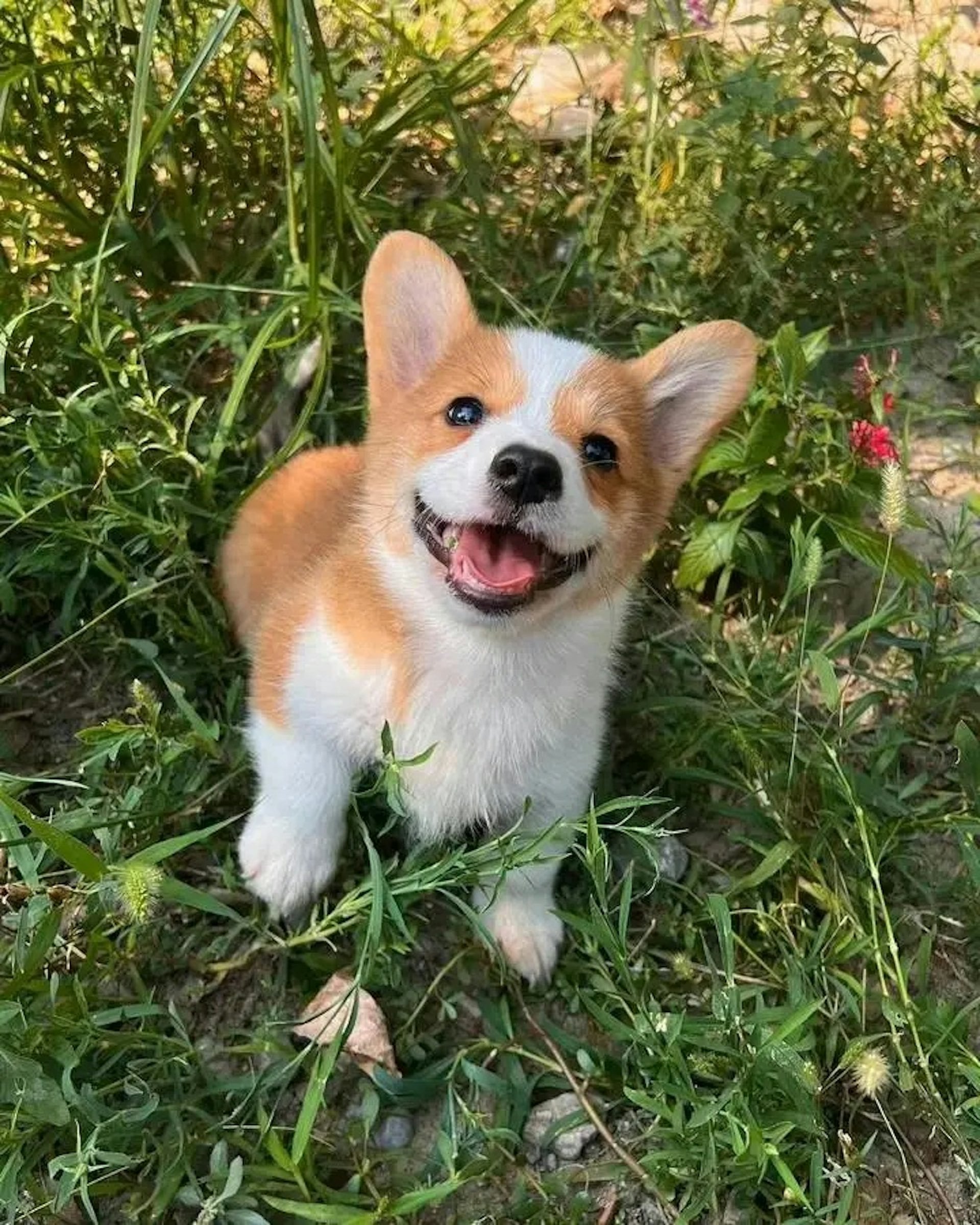 Cảnh khuyển Corgi đầu tiên tại Trung Quốc khiến fan chờ kín phố, thành tích huấn luyện đánh tan nghi ngờ- Ảnh 3.