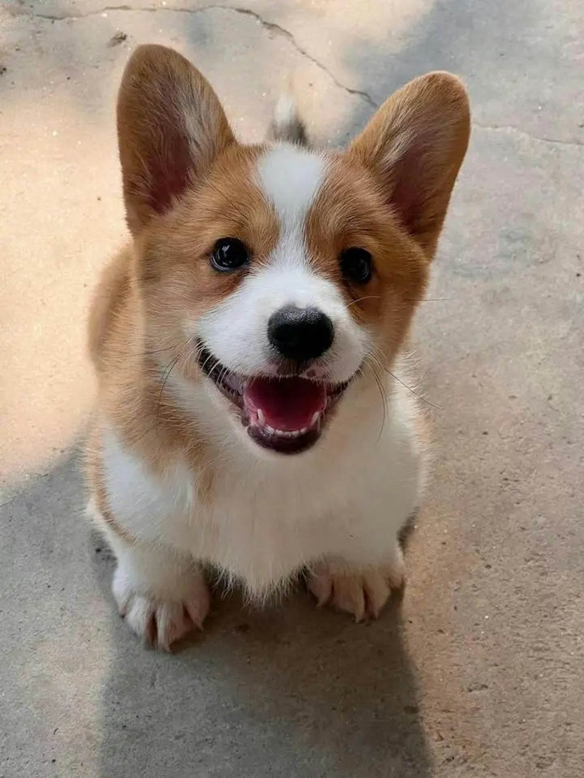 Cảnh khuyển Corgi đầu tiên tại Trung Quốc khiến fan chờ kín phố, thành tích huấn luyện đánh tan nghi ngờ- Ảnh 2.