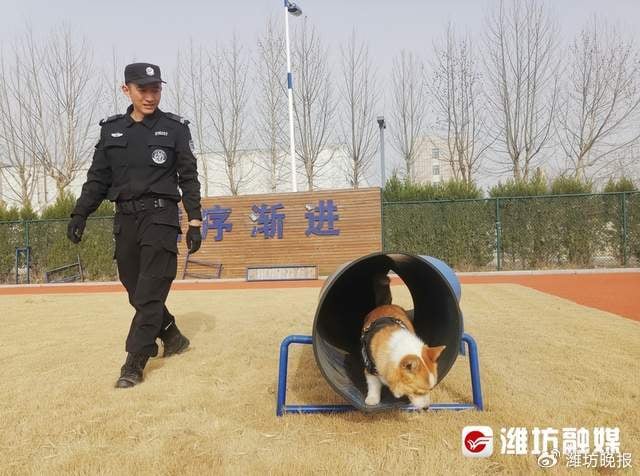 Cảnh khuyển Corgi đầu tiên tại Trung Quốc khiến fan chờ kín phố, thành tích huấn luyện đánh tan nghi ngờ- Ảnh 9.