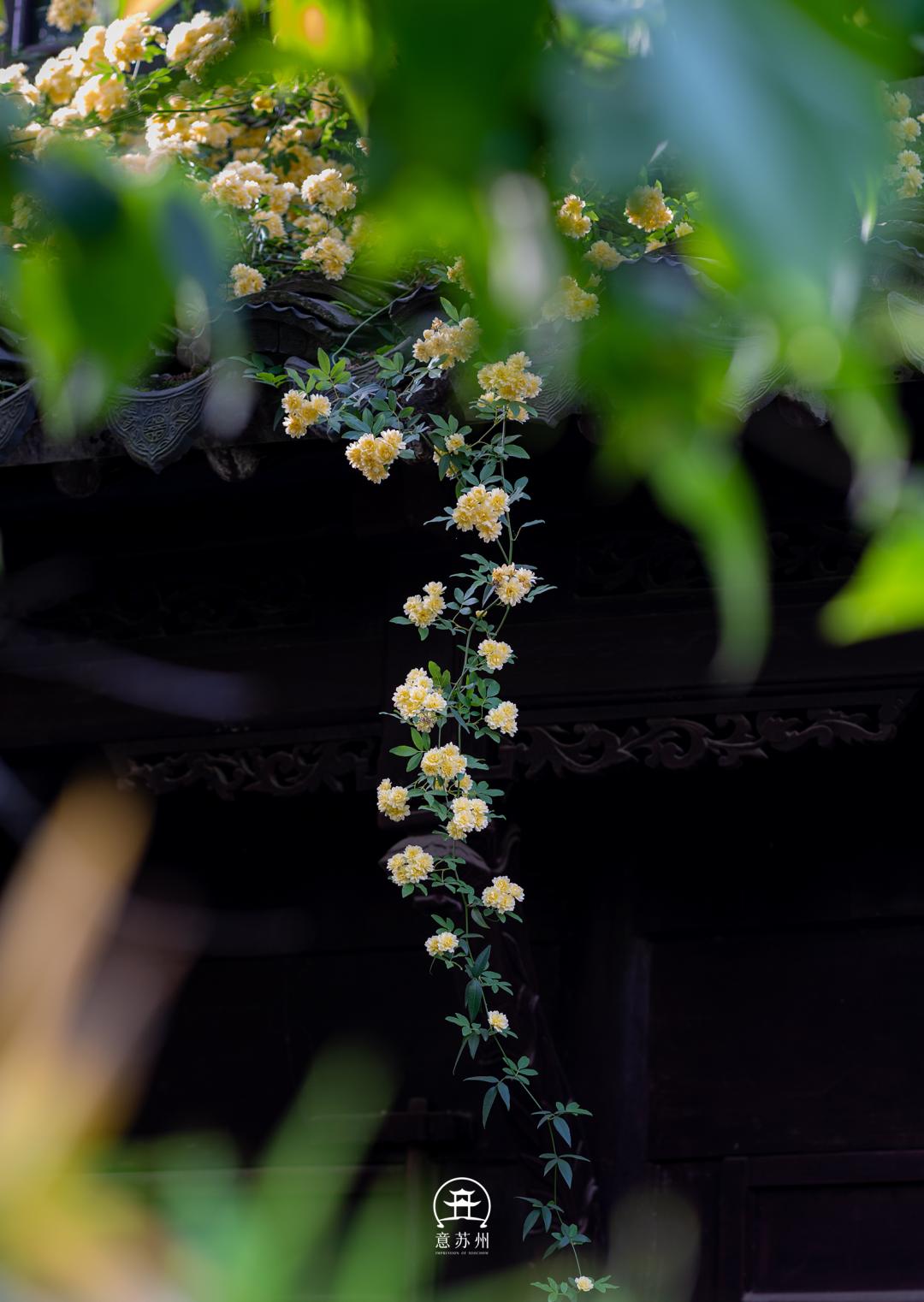 Tô Châu tháng Tư bừng sáng trong sắc hoa mộc hương: Hoa rủ bên tiệm trà nhỏ, lặng lẽ yêu kiều trong vườn cổ- Ảnh 18.