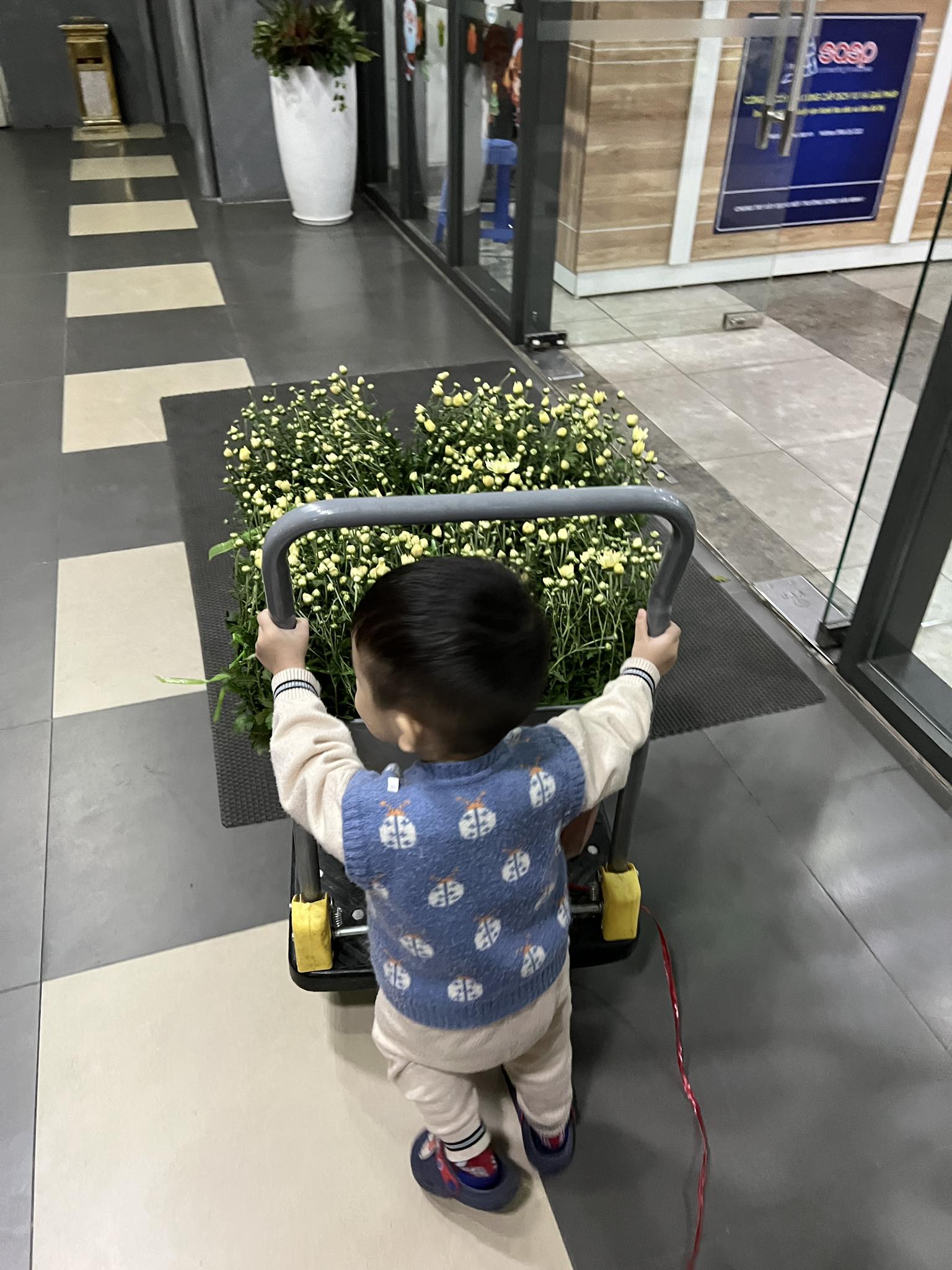 Vườn cẩm tú cầu trên không hút hơn 10.000 like, dân mạng trầm trồ: Không cần đi Đà Lạt cũng được "chữa lành"- Ảnh 14.