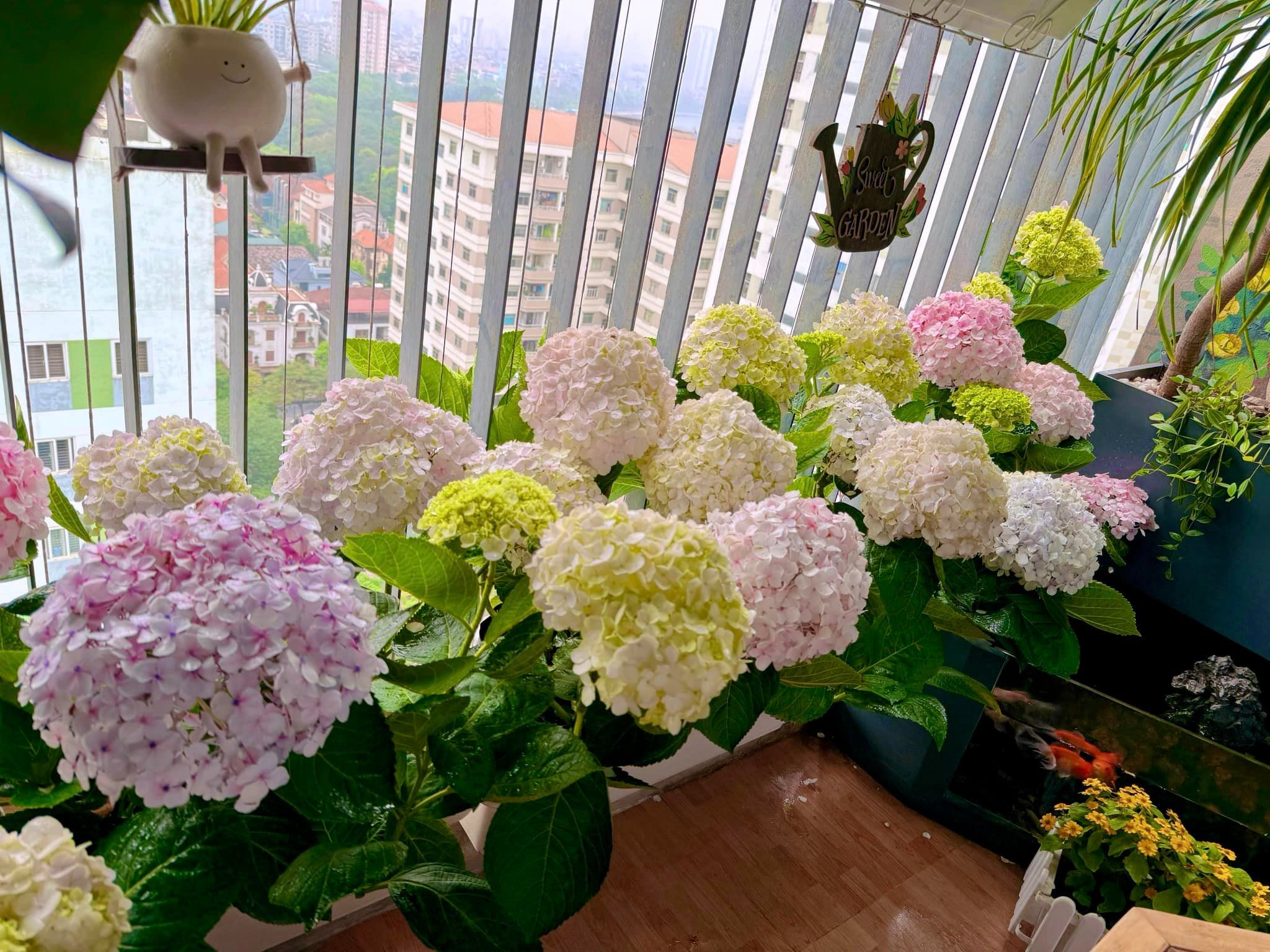 Vườn cẩm tú cầu trên không hút hơn 10.000 like, dân mạng trầm trồ: Không cần đi Đà Lạt cũng được "chữa lành"- Ảnh 4.