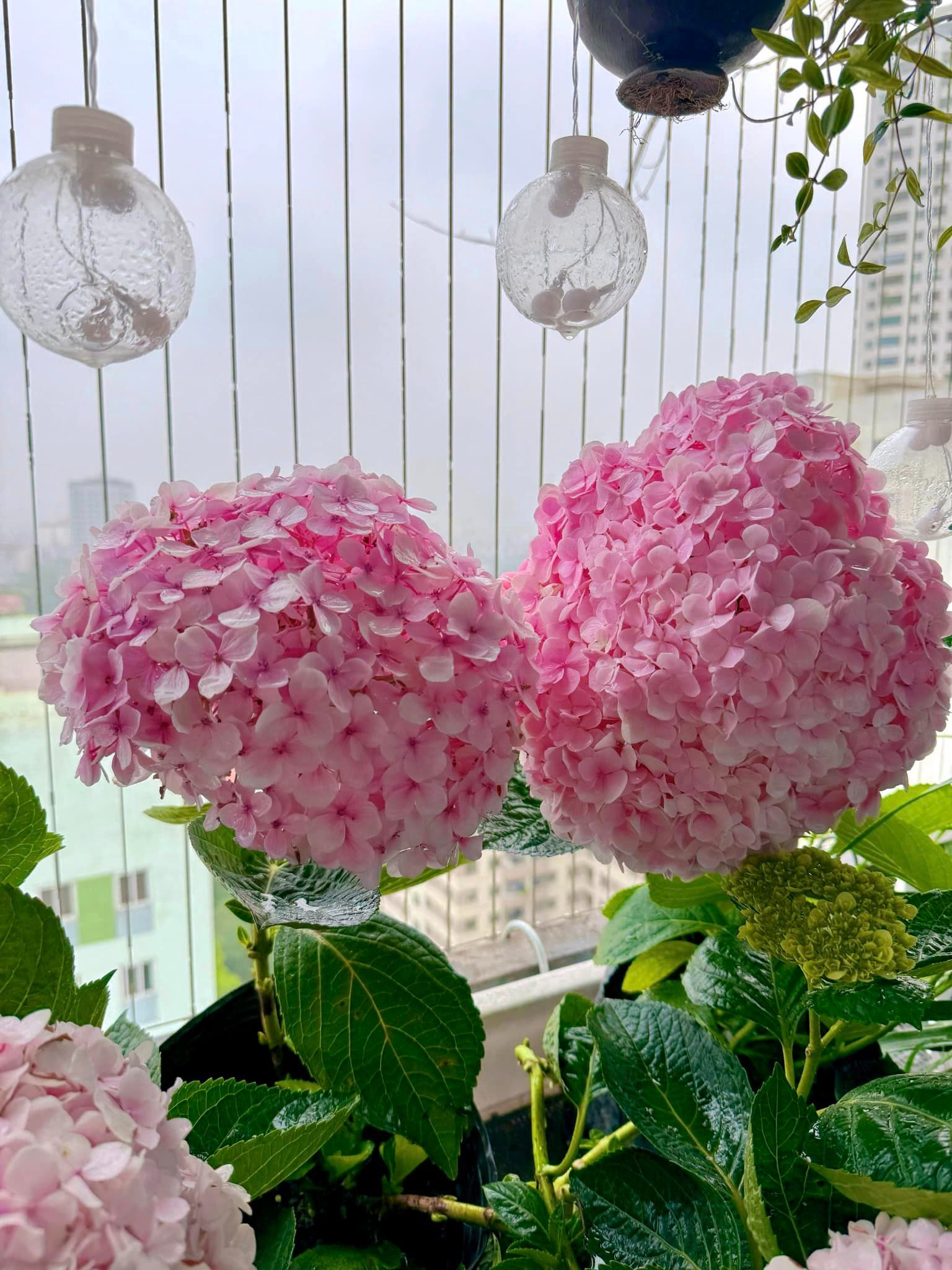 Vườn cẩm tú cầu trên không hút hơn 10.000 like, dân mạng trầm trồ: Không cần đi Đà Lạt cũng được "chữa lành"- Ảnh 5.