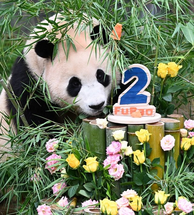 Ông nội Kang của Fubao: Ở bên "cháu gái" 24/7 suốt 3 tháng mới sinh, tiết lộ điều cảm động sau bó cải dầu vàng- Ảnh 5. Ông nội Kang của Fubao: Ở bên "cháu gái" 24/7 suốt 3 tháng mới sinh, tiết lộ điều cảm động sau bó cải dầu vàng- Ảnh 5.
