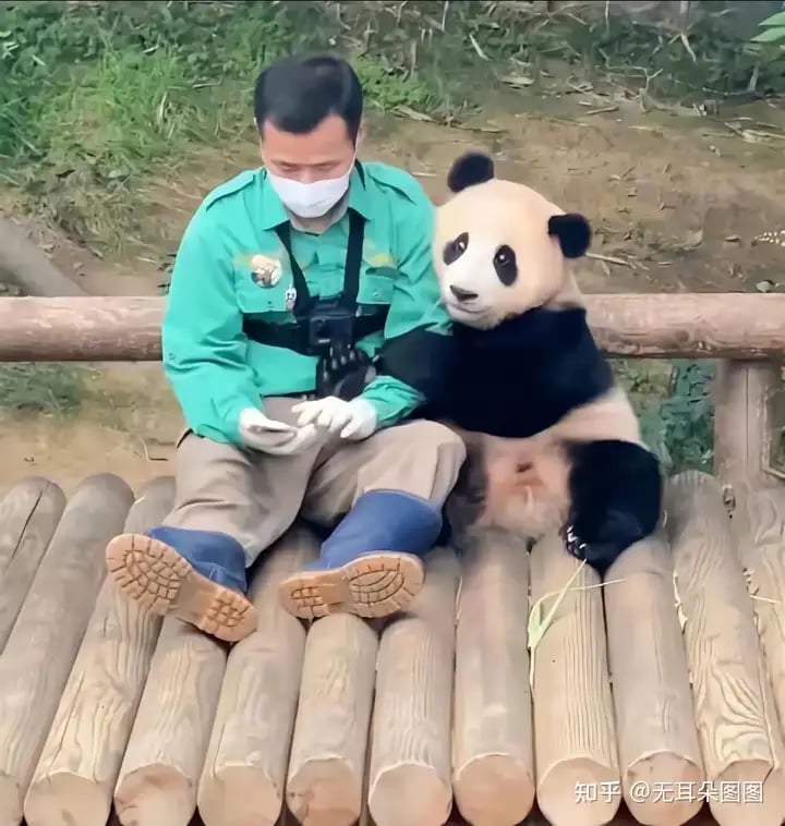 Ông nội Kang của Fubao: Ở bên "cháu gái" 24/7 suốt 3 tháng mới sinh, tiết lộ điều cảm động sau bó cải dầu vàng- Ảnh 7. Ông nội Kang của Fubao: Ở bên "cháu gái" 24/7 suốt 3 tháng mới sinh, tiết lộ điều cảm động sau bó cải dầu vàng- Ảnh 7.