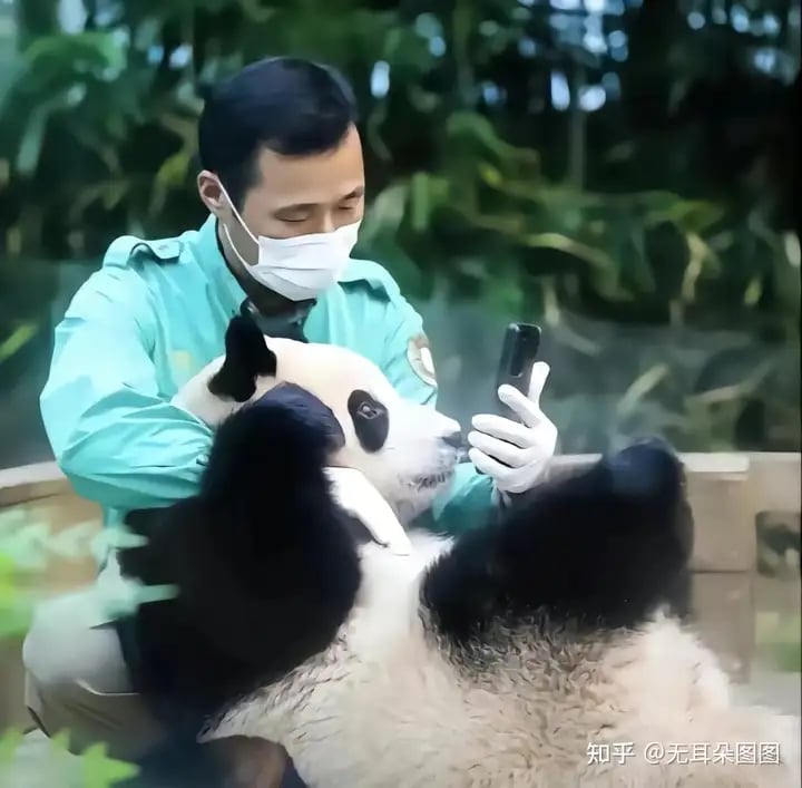 Ông nội Kang của Fubao: Ở bên "cháu gái" 24/7 suốt 3 tháng mới sinh, tiết lộ điều cảm động sau bó cải dầu vàng- Ảnh 8. Ông nội Kang của Fubao: Ở bên "cháu gái" 24/7 suốt 3 tháng mới sinh, tiết lộ điều cảm động sau bó cải dầu vàng- Ảnh 8.