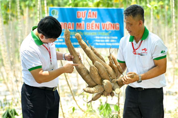 Năng suất tăng, bệnh khảm giảm, nông dân trúng lớn nhờ Dự án Khoai mì bền vững của Ajinomoto- Ảnh 2.