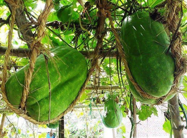 Sự thật ít ai biết về làng bí đao khổng lồ ở Bình Định, có quả nặng tới 80kg 2 người khiêng mới xuể- Ảnh 3. Sự thật ít ai biết về làng bí đao khổng lồ ở Bình Định, có quả nặng tới 80kg 2 người khiêng mới xuể- Ảnh 3.
