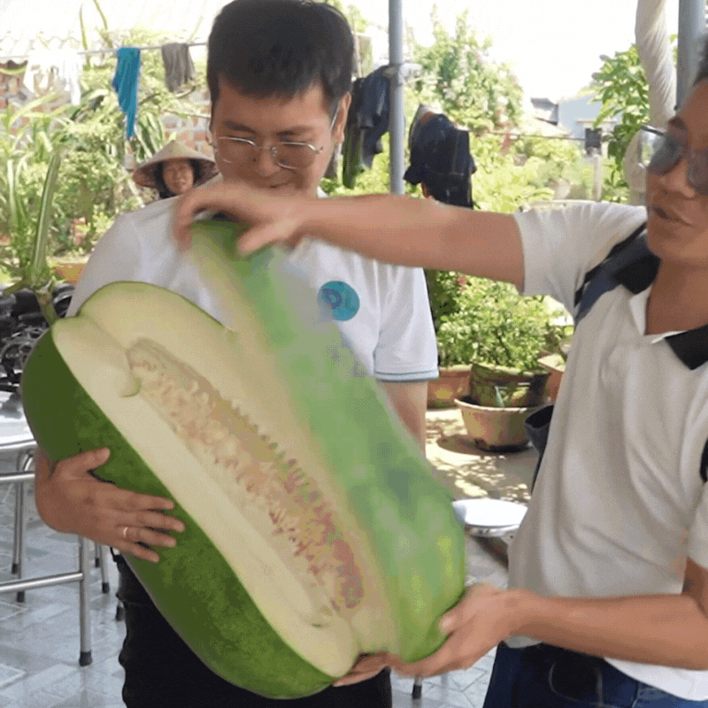 Sự thật ít ai biết về làng bí đao khổng lồ ở Bình Định, có quả nặng tới 80kg 2 người khiêng mới xuể- Ảnh 12. Sự thật ít ai biết về làng bí đao khổng lồ ở Bình Định, có quả nặng tới 80kg 2 người khiêng mới xuể- Ảnh 12.
